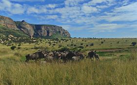 Mount Everest Guest Farm